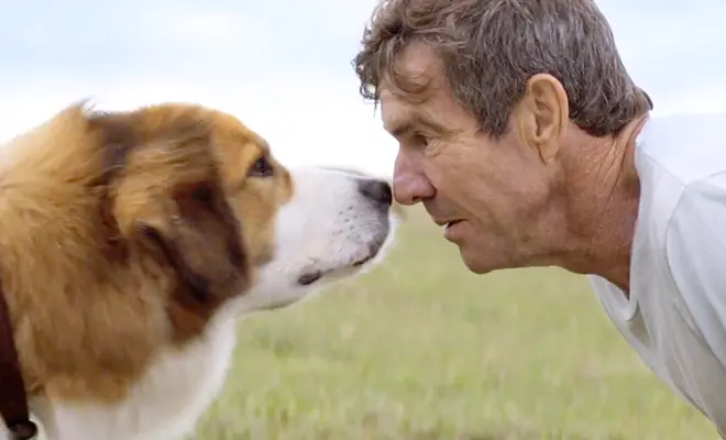 A Dog's Purpose Blu-ray